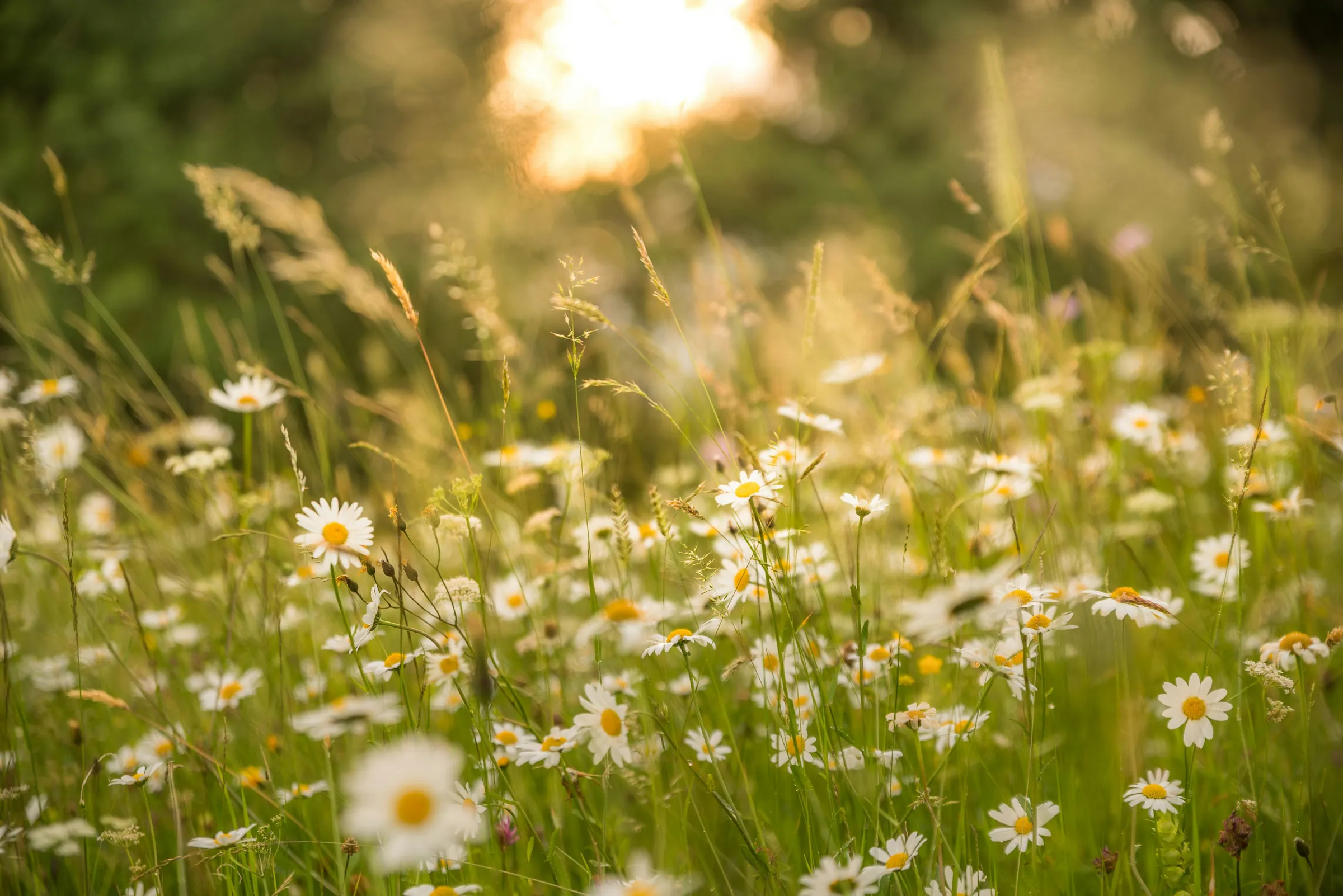Native meadow grasses in golden afternoon light