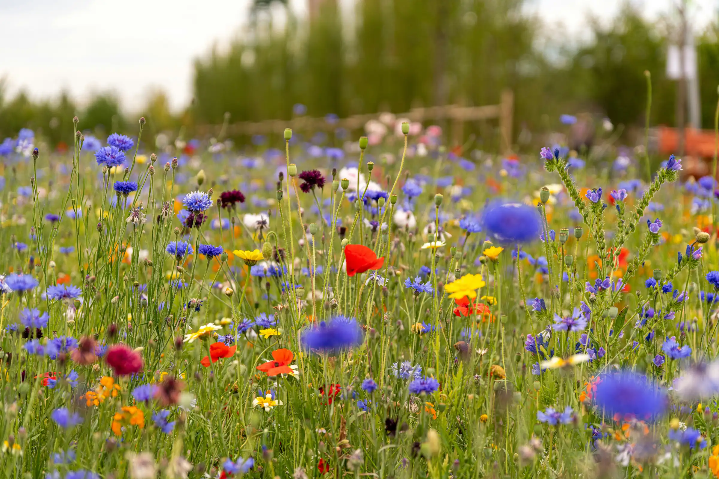 A native meadow in golden afternoon light