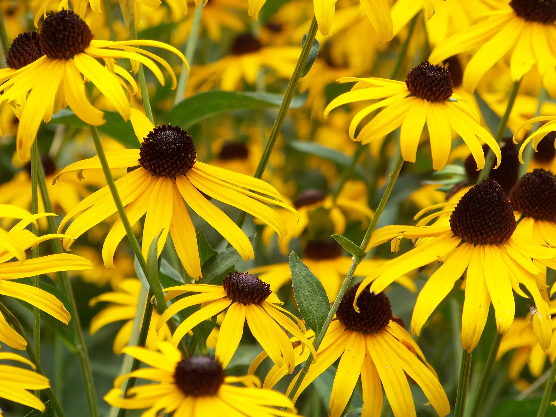 Native black-eyed Susan meadow in bloom
