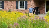 Sara Weaner Cooper's front yard meadow in Pennsylvania