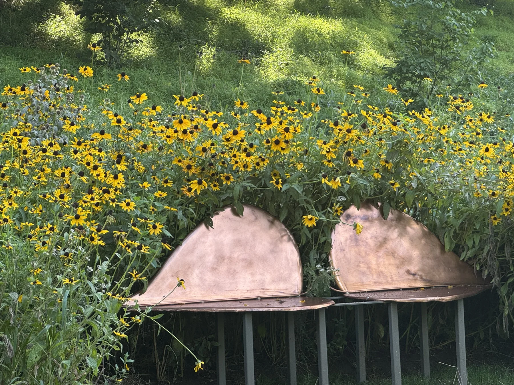 Two of Paul Dobbins's copper sculptures standing in a bank of black-eyed Susans on the Dobbins property