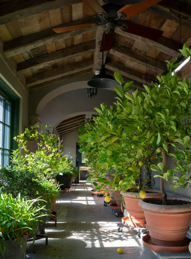 The timber-beamed citrus gallery at Sleepy Cat Farm, potted lemon trees under the arched ceiling