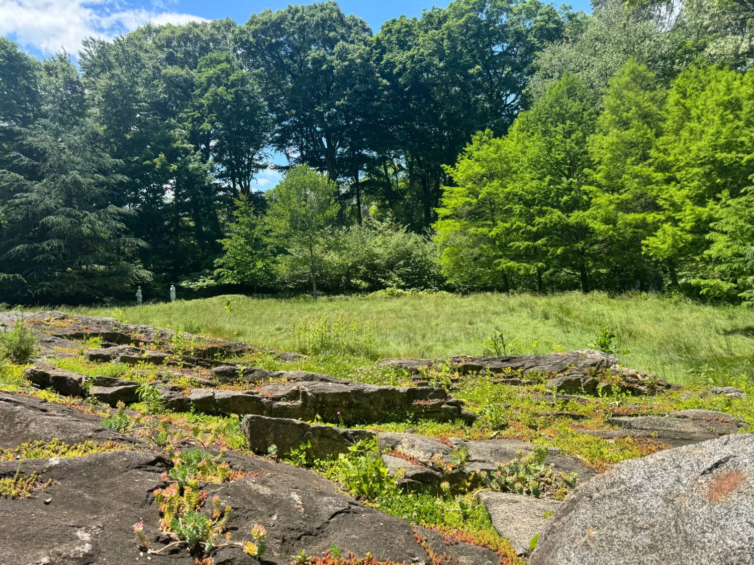 Native meadow grasses and wildflowers rooting through the ledge rock at Sleepy Cat Farm